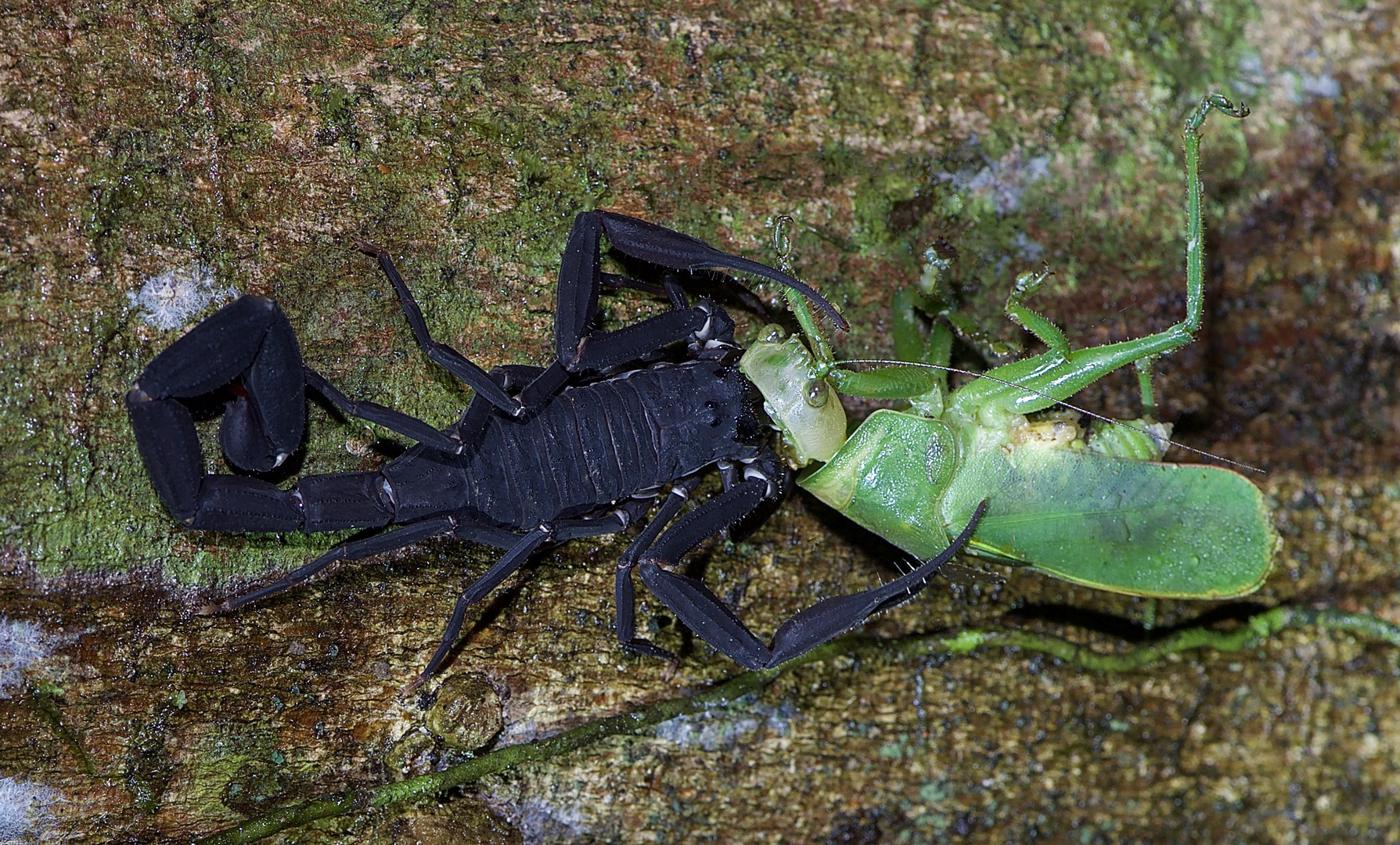 Der Skorpion und sein Opfer im nächtlichen Regenwald