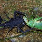 Der Skorpion und sein Opfer im nächtlichen Regenwald