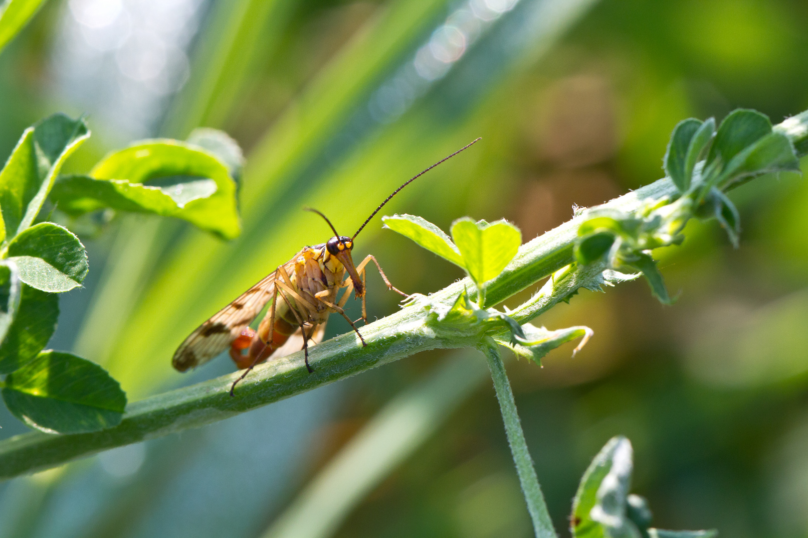 Der Skorpion unter den Fliegen...