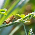 Der Skorpion unter den Fliegen...