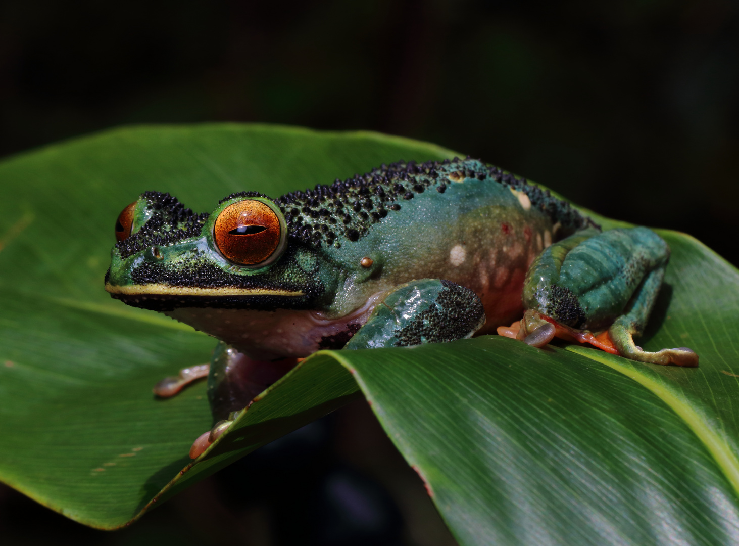 Der skurrile Froschkönig...