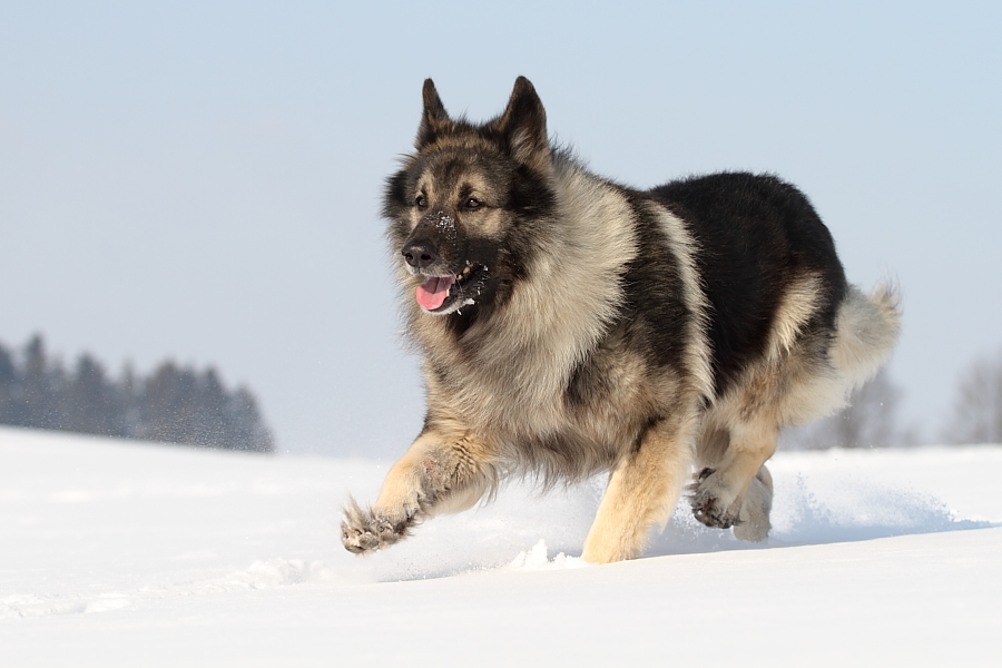 Der Snowwalk :-)