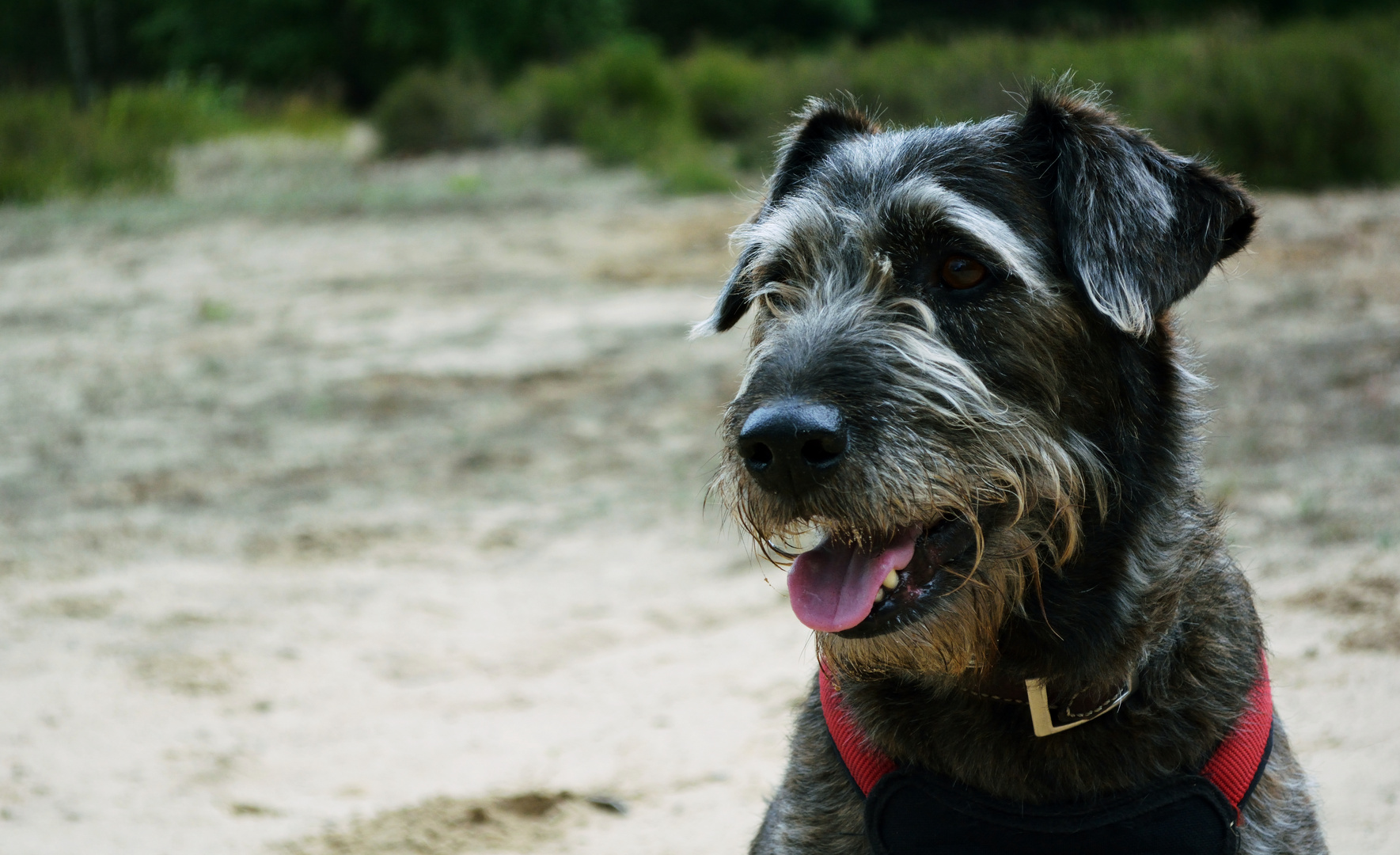 Der sogenannte "Hundeblick" //Hund kommt besser zu Geltung?