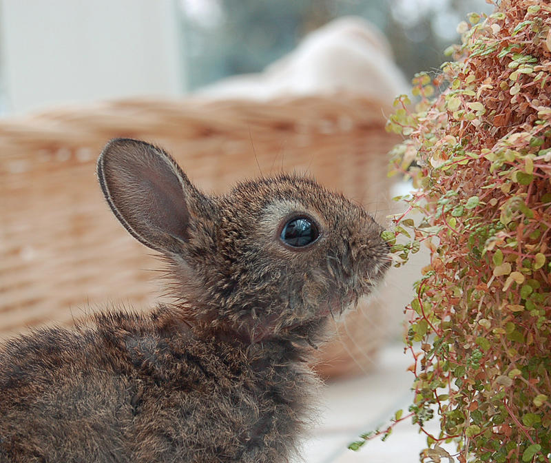 ..der Sohn vom Osterhasen..