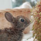 ..der Sohn vom Osterhasen..