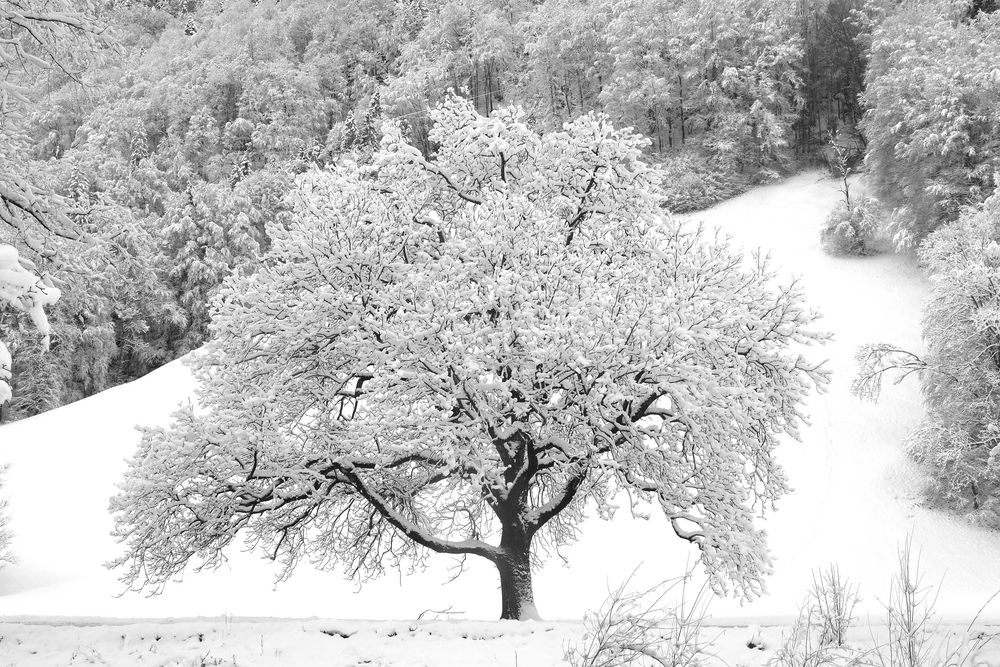 der solist Foto & Bild projekte, 5 schwarzweißer freitag