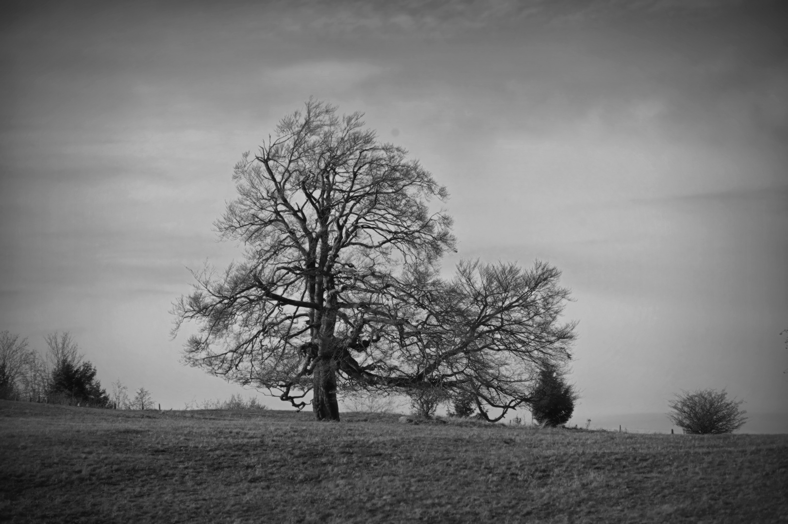 der Solitär...