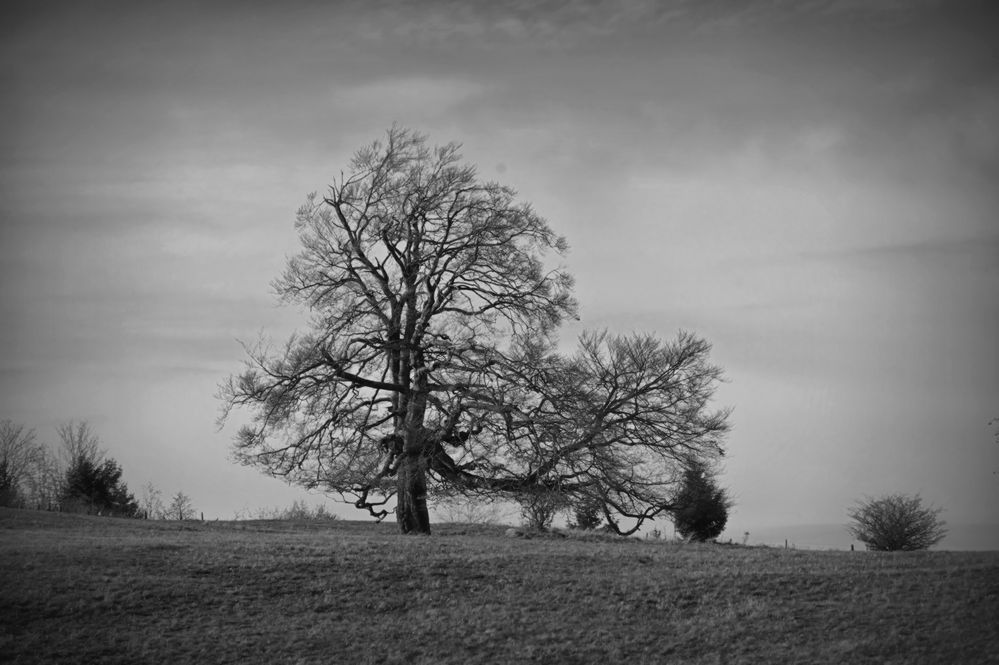 der Solitär...