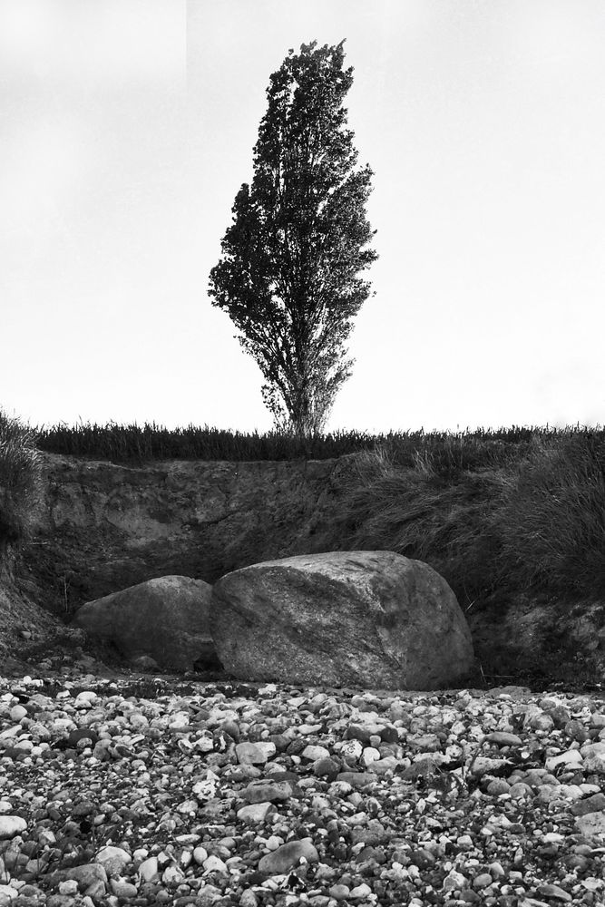 Der Solitär Baum