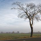 Der Solitär im Dunst