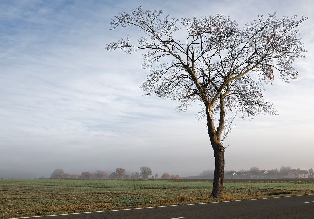 Der Solitär im Dunst