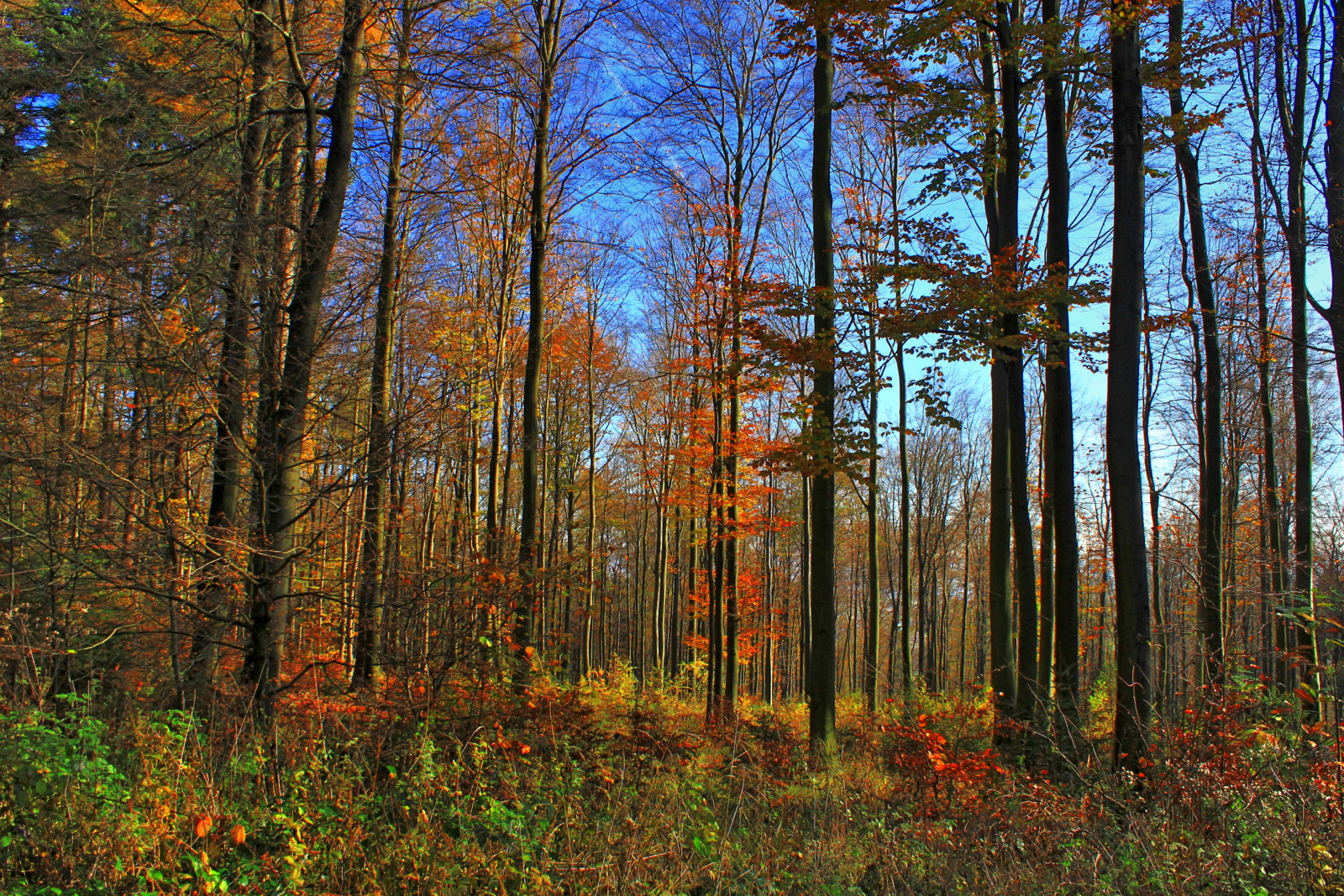 -Der Sollingwald-