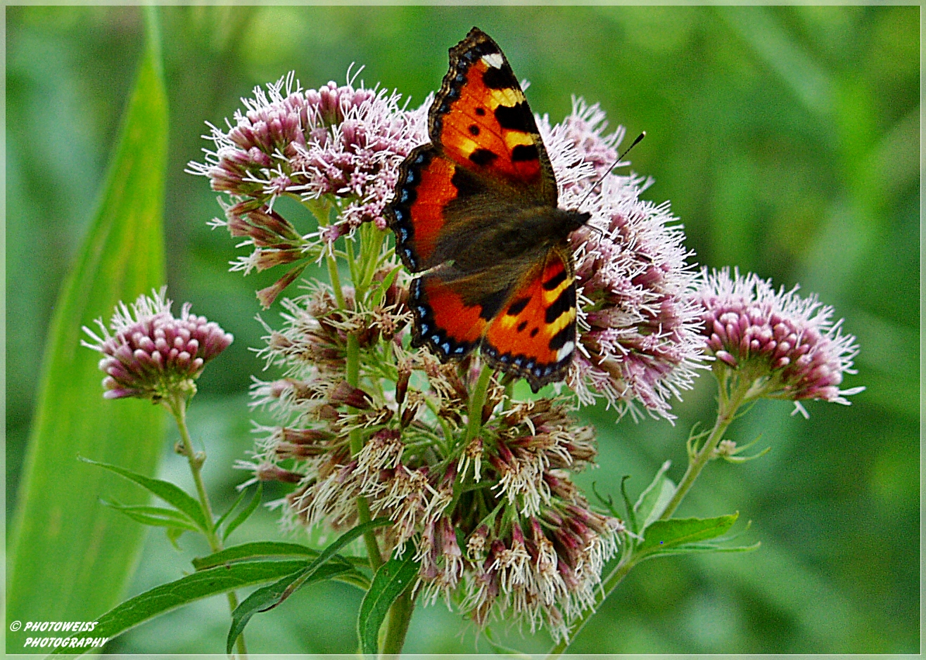 Der Sommer 2