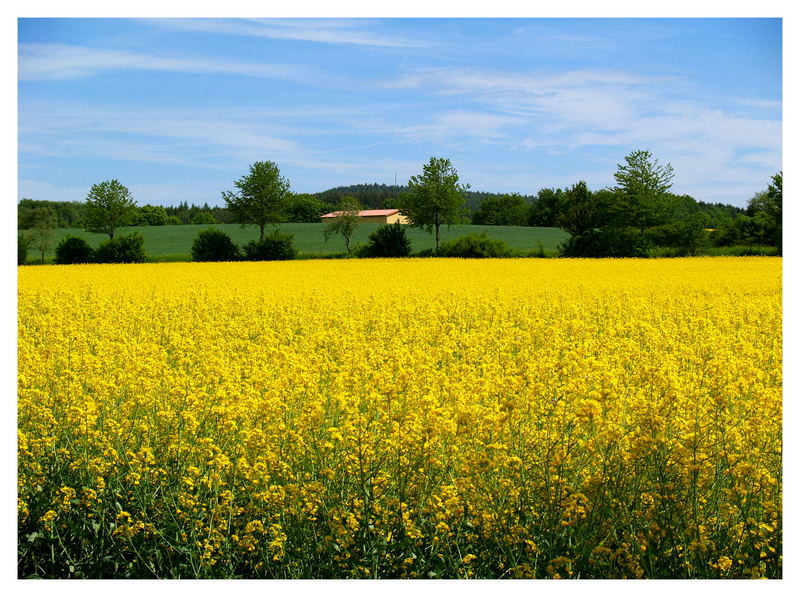 der Sommer 2007