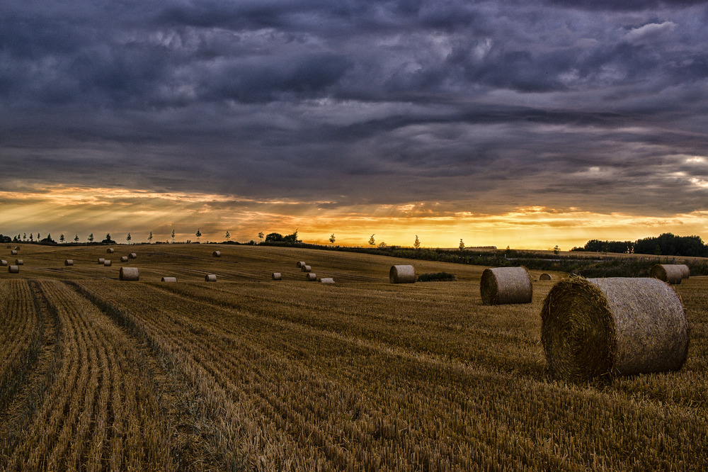 Der Sommer