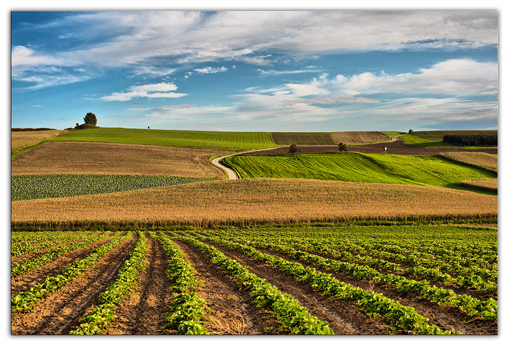 der Sommer