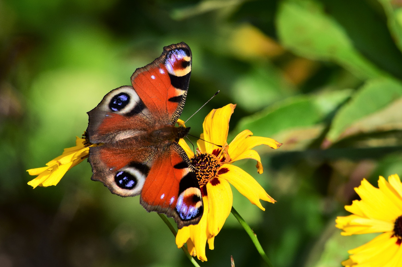 Der Sommer..