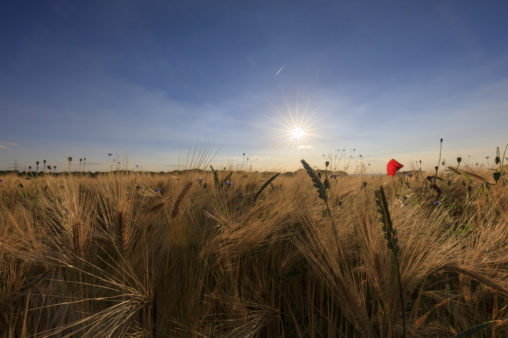 der Sommer...