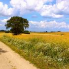 Der Sommer als wir fliegen lernten