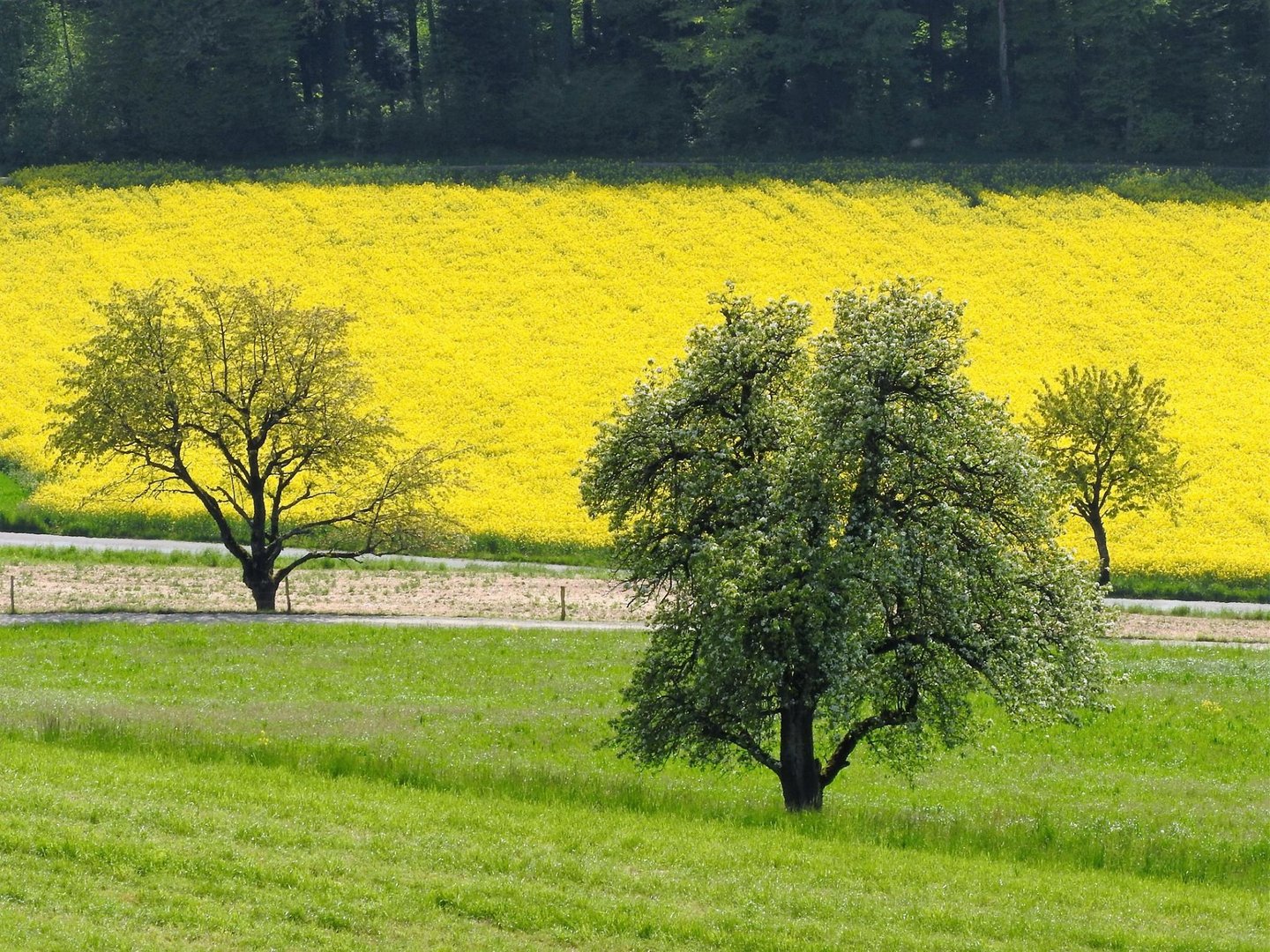 der Sommer