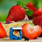 Der Sommer...
