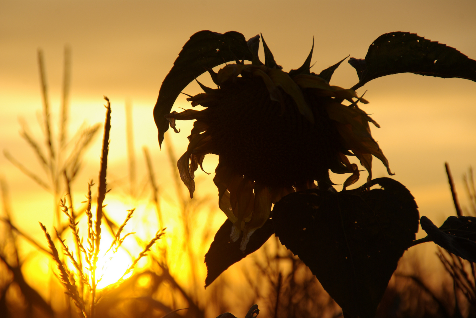 Der Sommer geht...