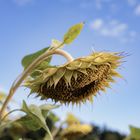 Der Sommer geht dem Ende entgegen