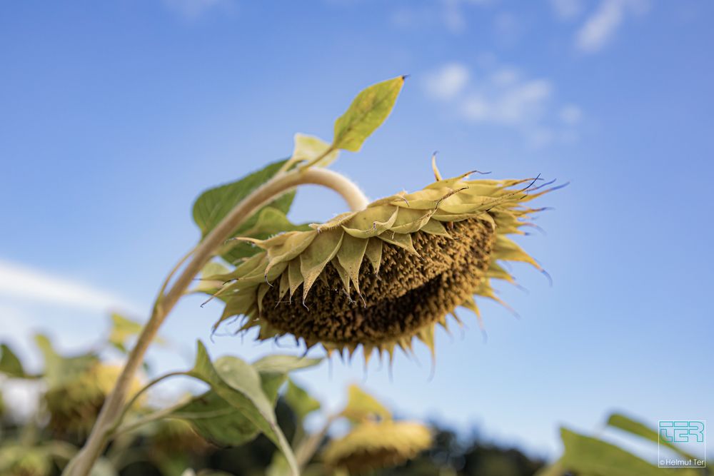 Der Sommer geht dem Ende entgegen