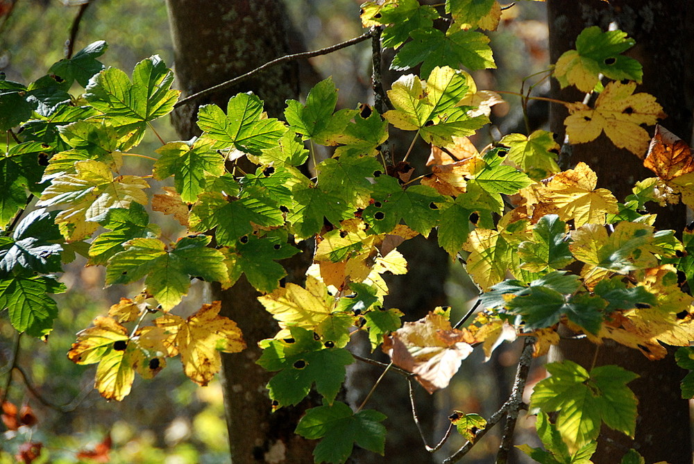 der Sommer geht, der Herbst kommt