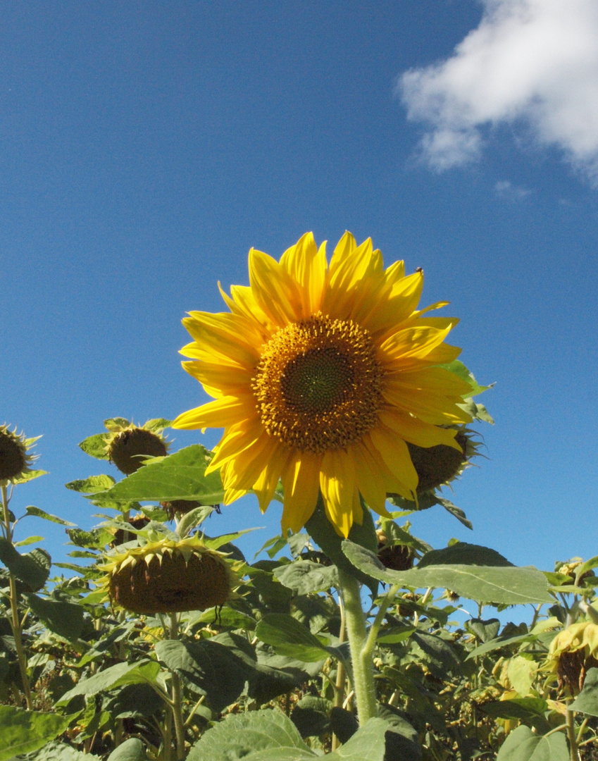 Der Sommer geht...