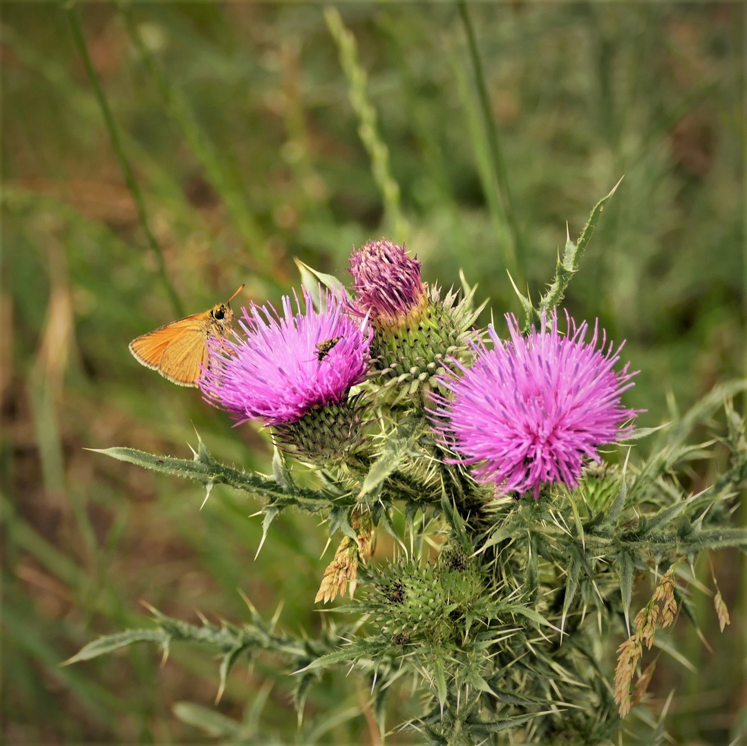 Der Sommer geht weiter