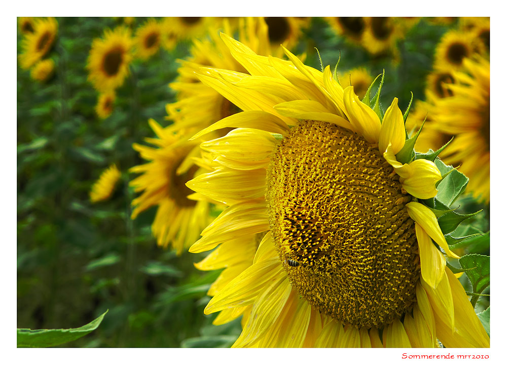 Der Sommer geht zu Ende