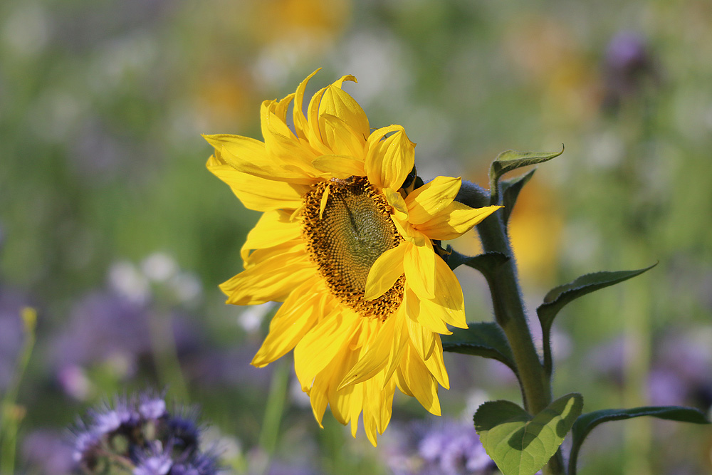 Der Sommer geht zu Ende