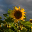 Der Sommer geht zu Ende