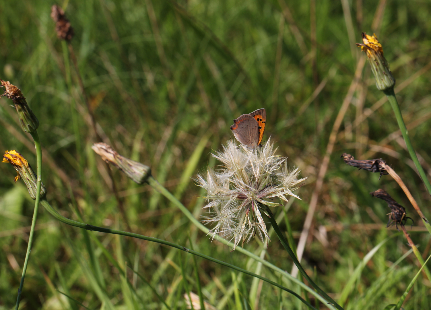 Der Sommer geht zu Ende....