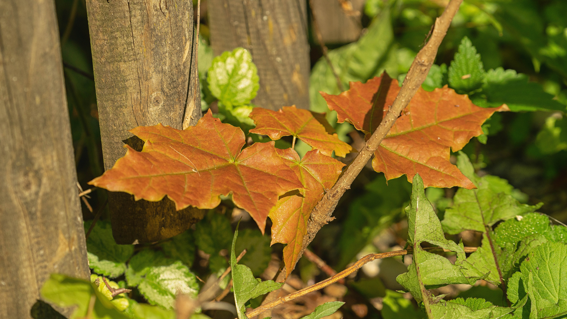 Der Sommer gibt dem Herbst die Hand