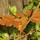 Der Sommer gibt dem Herbst die Hand