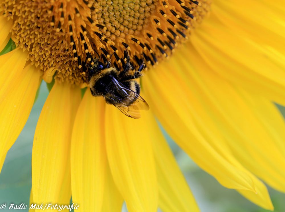 Der Sommer im Dorf 3