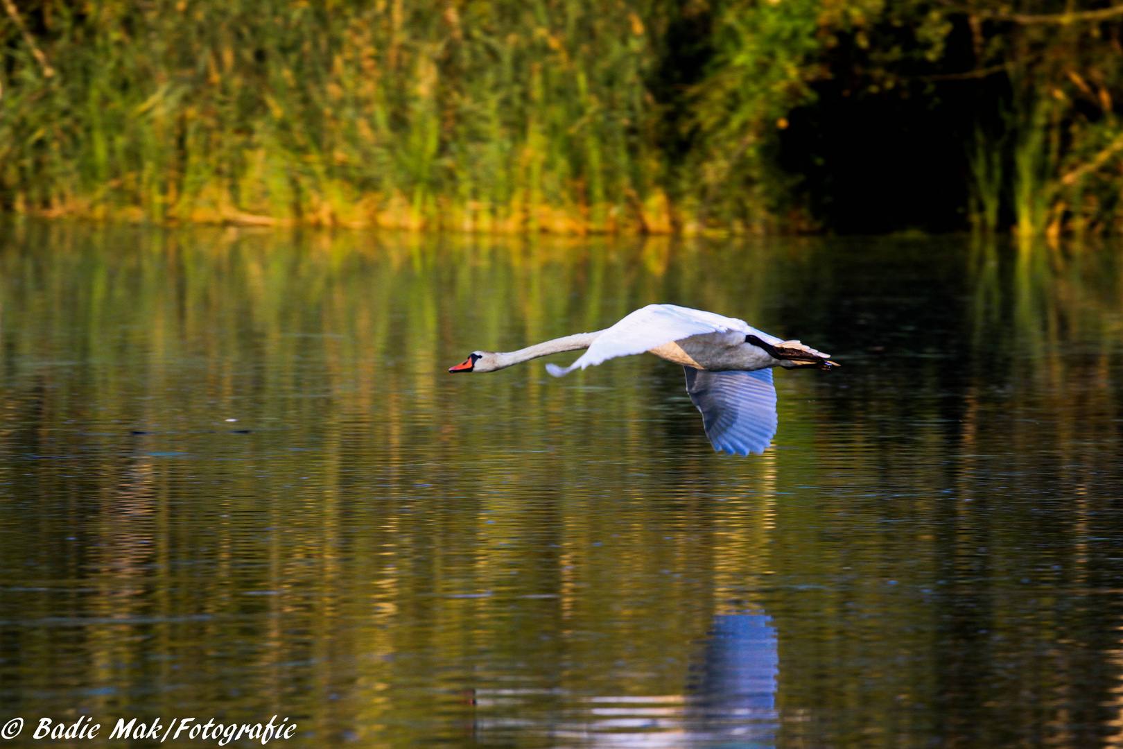 Der Sommer im Dorf 4