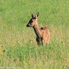 Der Sommer im Dorf