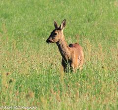 Der Sommer im Dorf