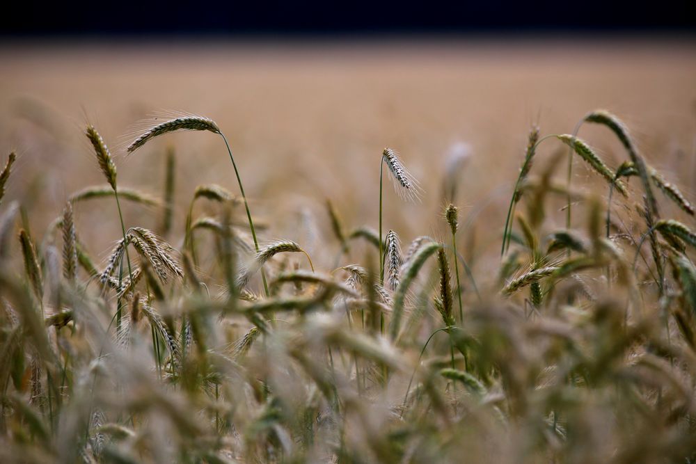 Der Sommer im Dorf