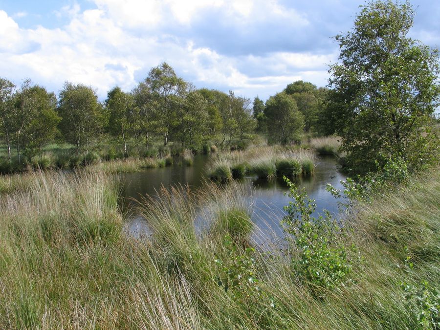 Der Sommer im Moor