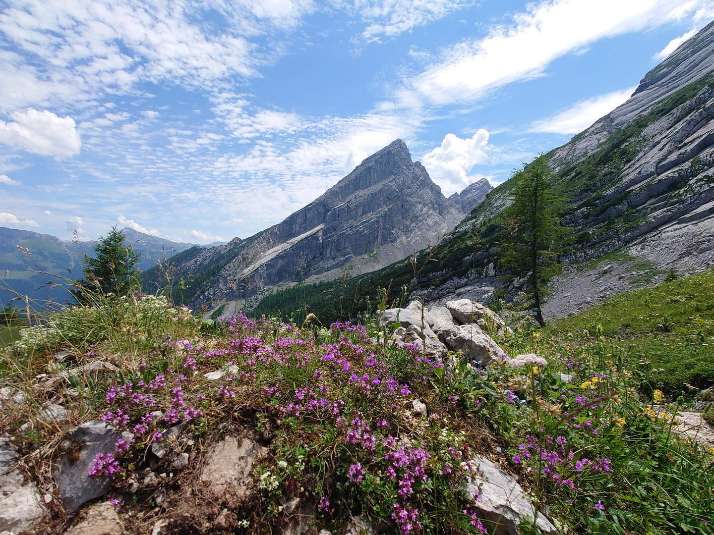 Der Sommer in den Bergen 