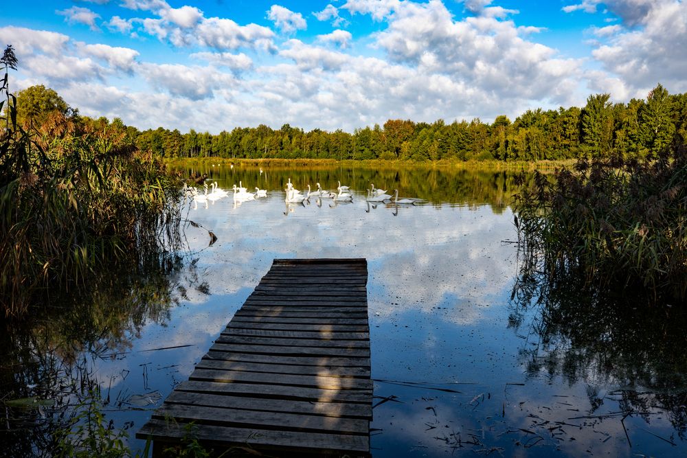 Der Sommer in der Lausitz.