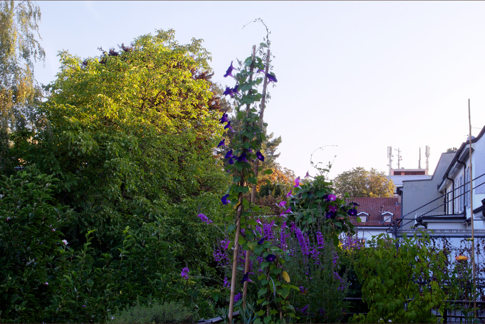 der Sommer in voller Blüte