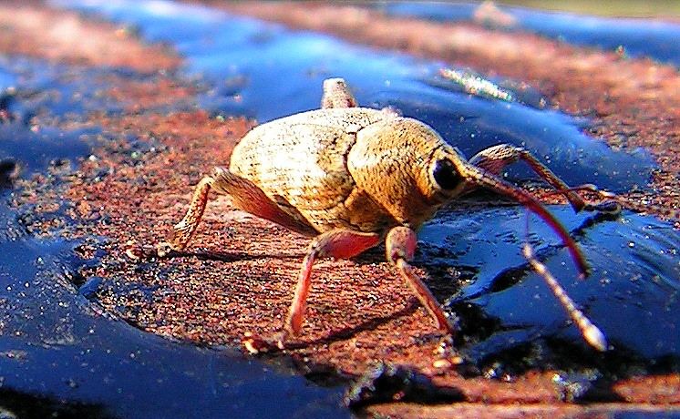 Der Sommer is vorbei, die Eicheln fallen...