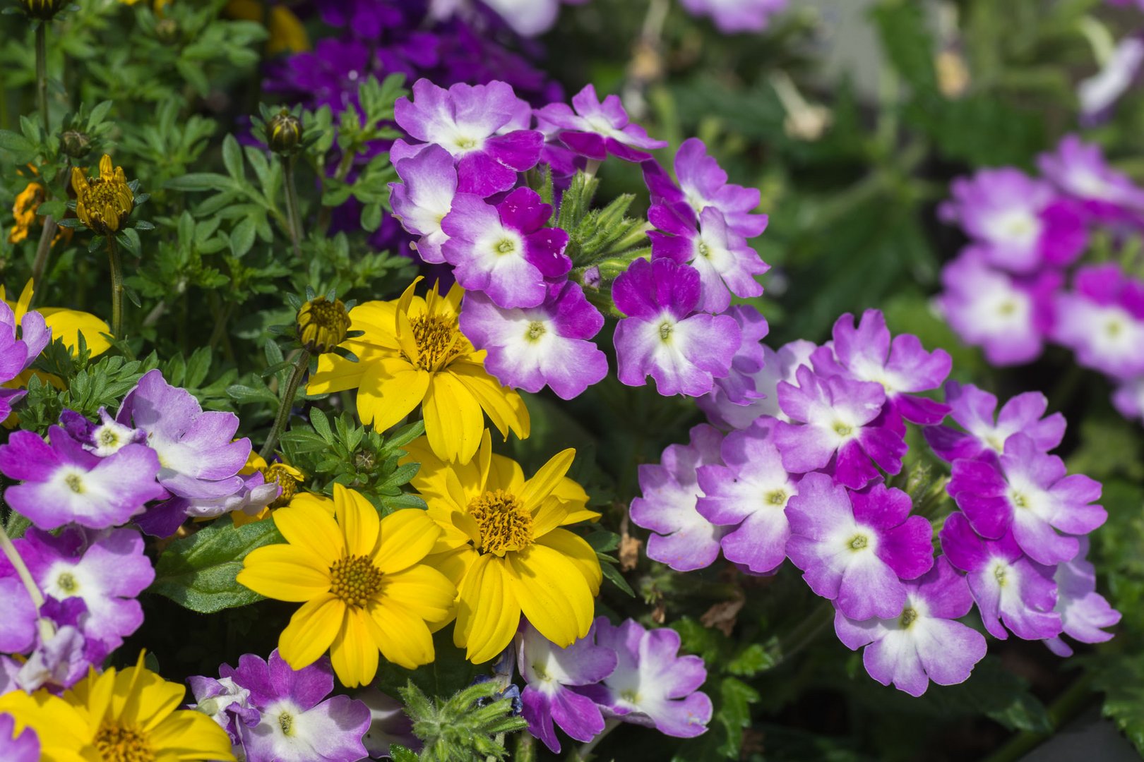 Der Sommer ist bunt !