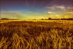 Der Sommer ist bunt