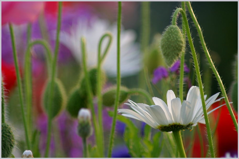 ~~ Der Sommer ist bunt ~~